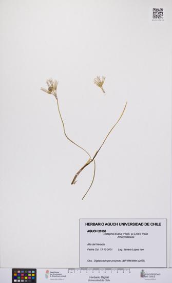 Tristagma bivalve [Espécimen: UCH:AGUCH:0020135]