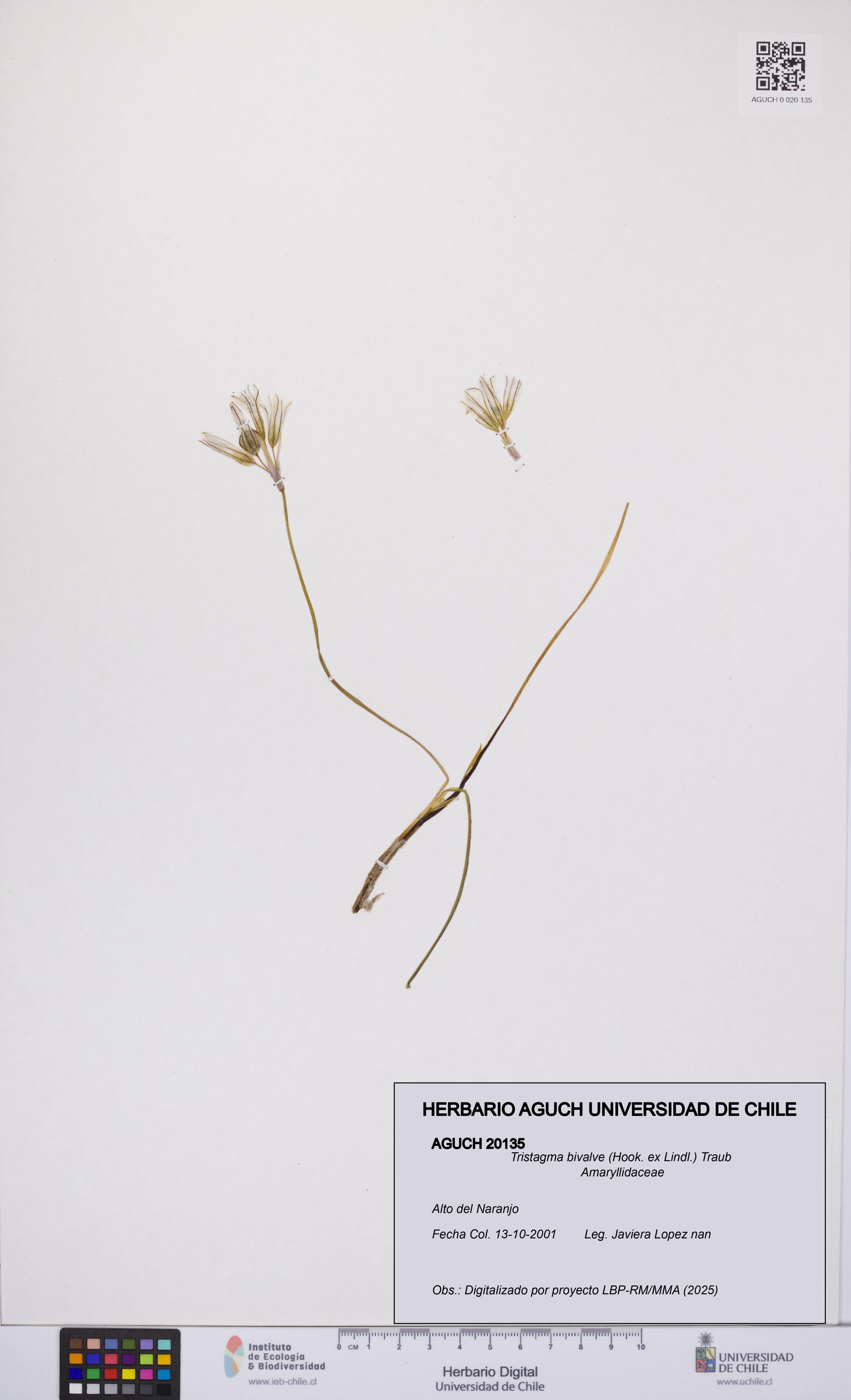 Tristagma bivalve [Espécimen: UCH:AGUCH:0020135]