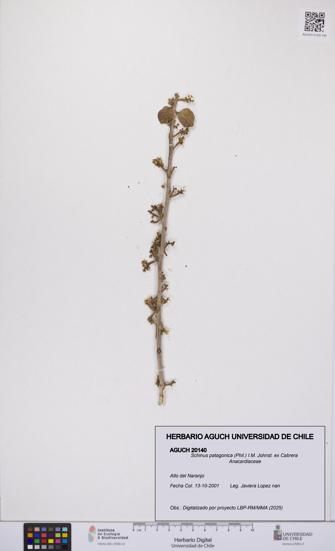 Schinus patagonica [Espécimen: UCH:AGUCH:0020140]