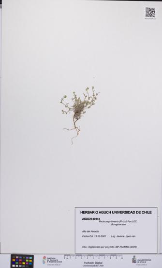 Pectocarya linearis [Espécimen: UCH:AGUCH:0020141]