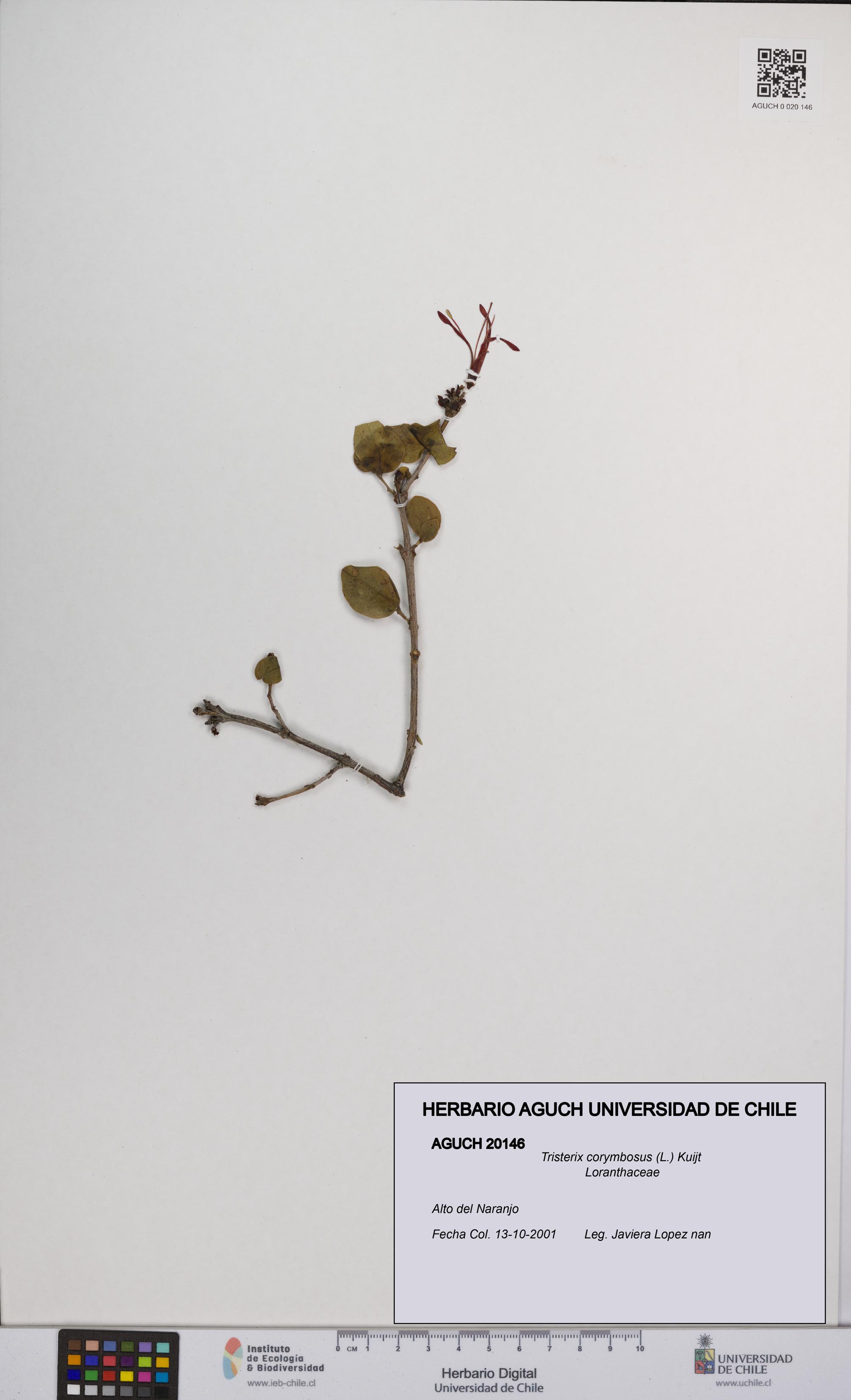 Tristerix corymbosus [Espécimen: UCH:AGUCH:0020146]
