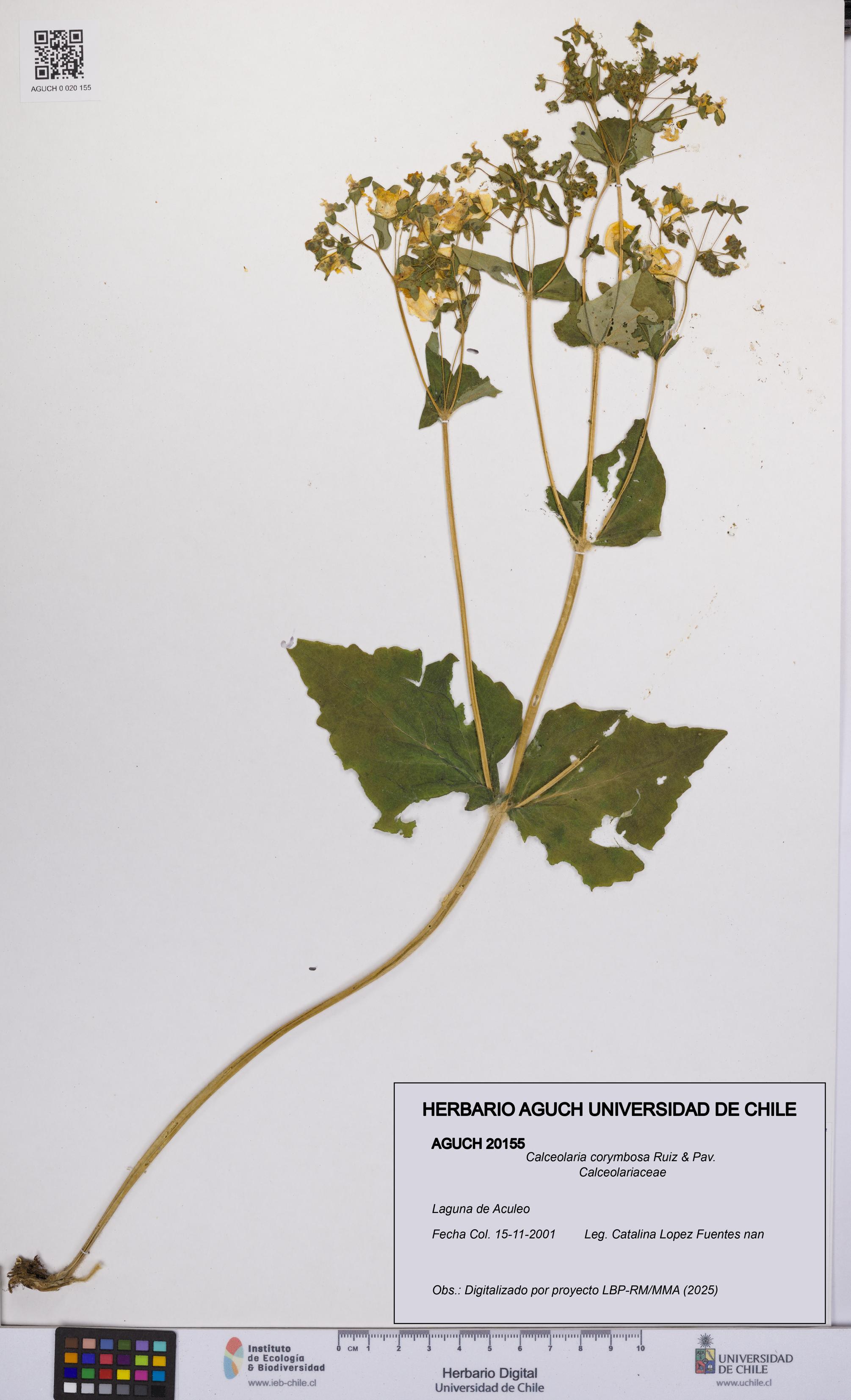 Calceolaria corymbosa [Espécimen: UCH:AGUCH:0020155]