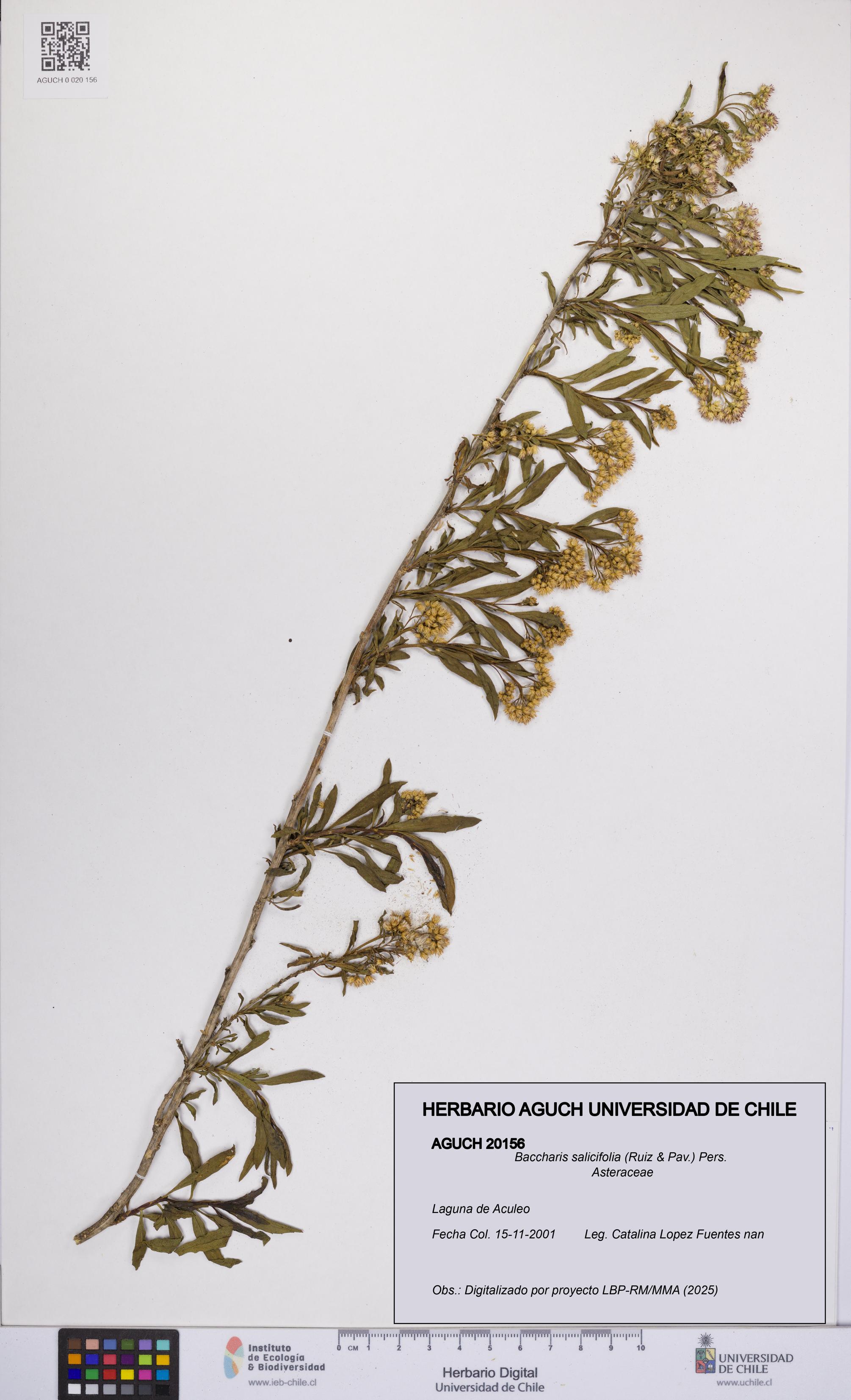 Baccharis salicifolia [Espécimen: UCH:AGUCH:0020156]