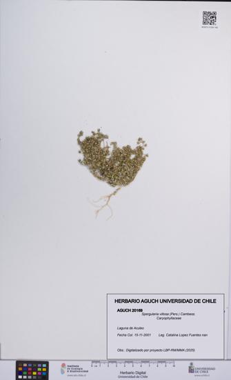 Spergularia villosa [Espécimen: UCH:AGUCH:0020169]