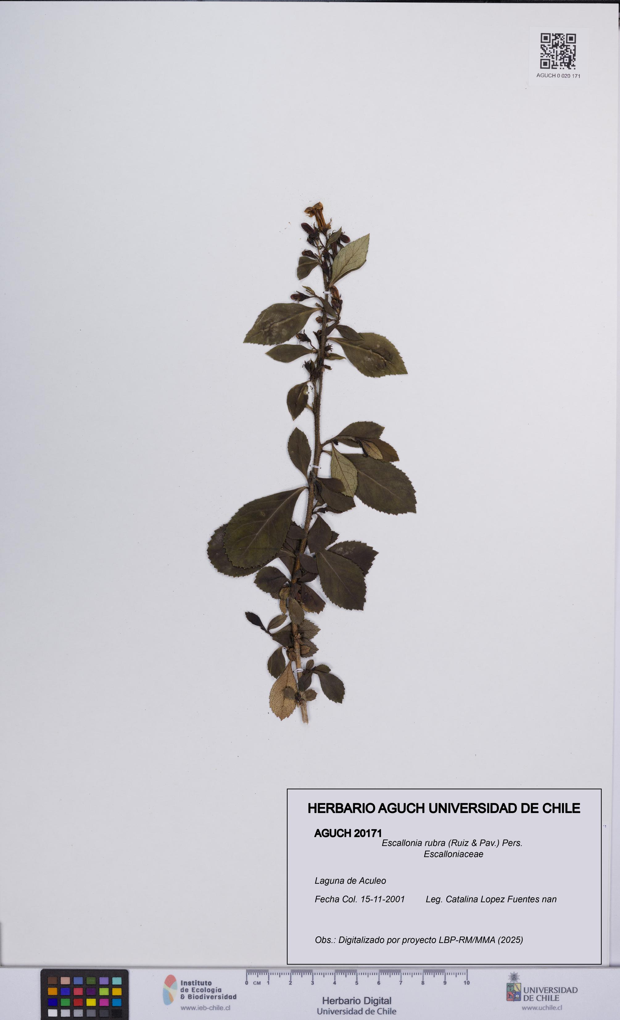 Escallonia rubra [Espécimen: UCH:AGUCH:0020171]