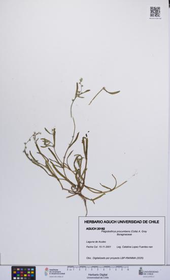 Plagiobothrys procumbens [Espécimen: UCH:AGUCH:0020182]