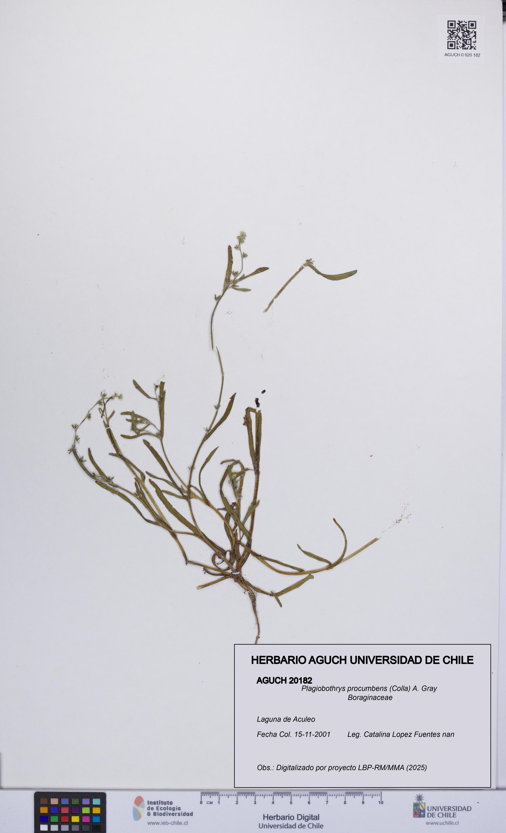 Plagiobothrys procumbens [Espécimen: UCH:AGUCH:0020182]