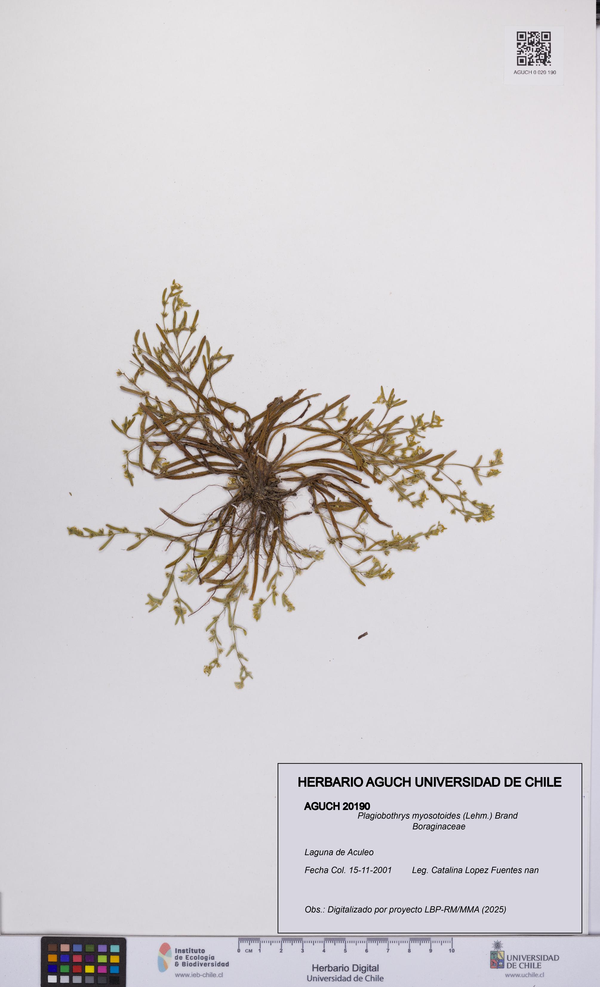 Plagiobothrys myosotoides [Espécimen: UCH:AGUCH:0020190]