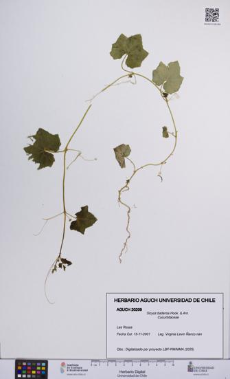 Sicyos baderoa [Espécimen: UCH:AGUCH:0020209]