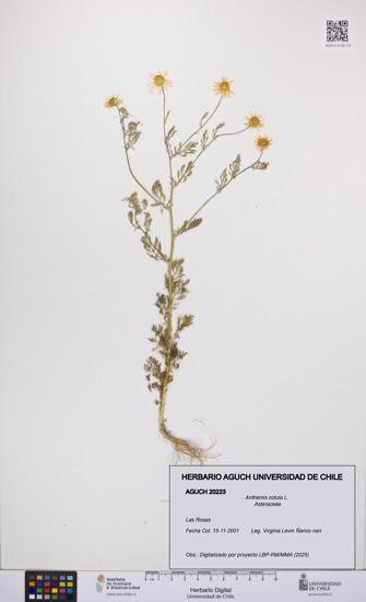Anthemis cotula [Espécimen: UCH:AGUCH:0020223]
