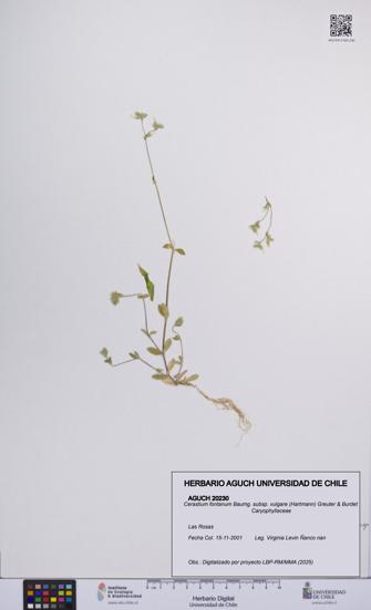 Cerastium fontanum subsp. vulgare [Espécimen: UCH:AGUCH:0020230]
