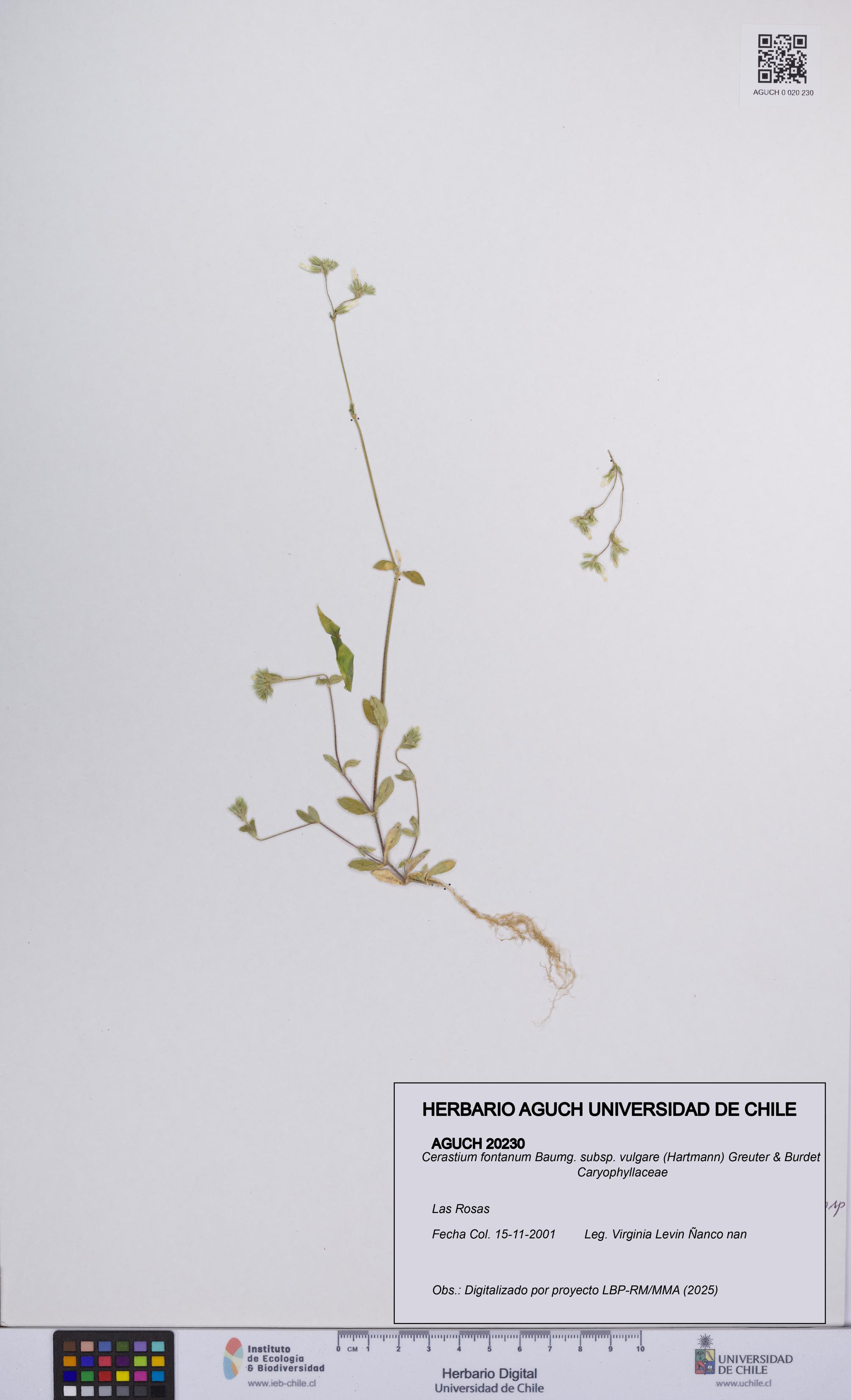 Cerastium fontanum subsp. vulgare [Espécimen: UCH:AGUCH:0020230]