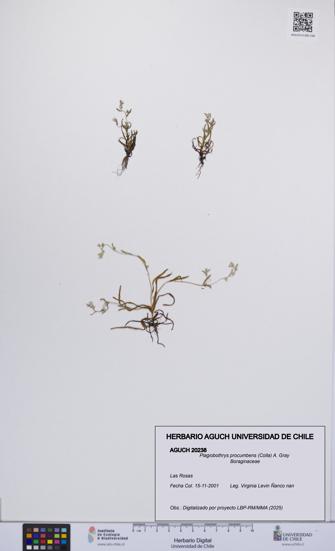 Plagiobothrys procumbens [Espécimen: UCH:AGUCH:0020238]