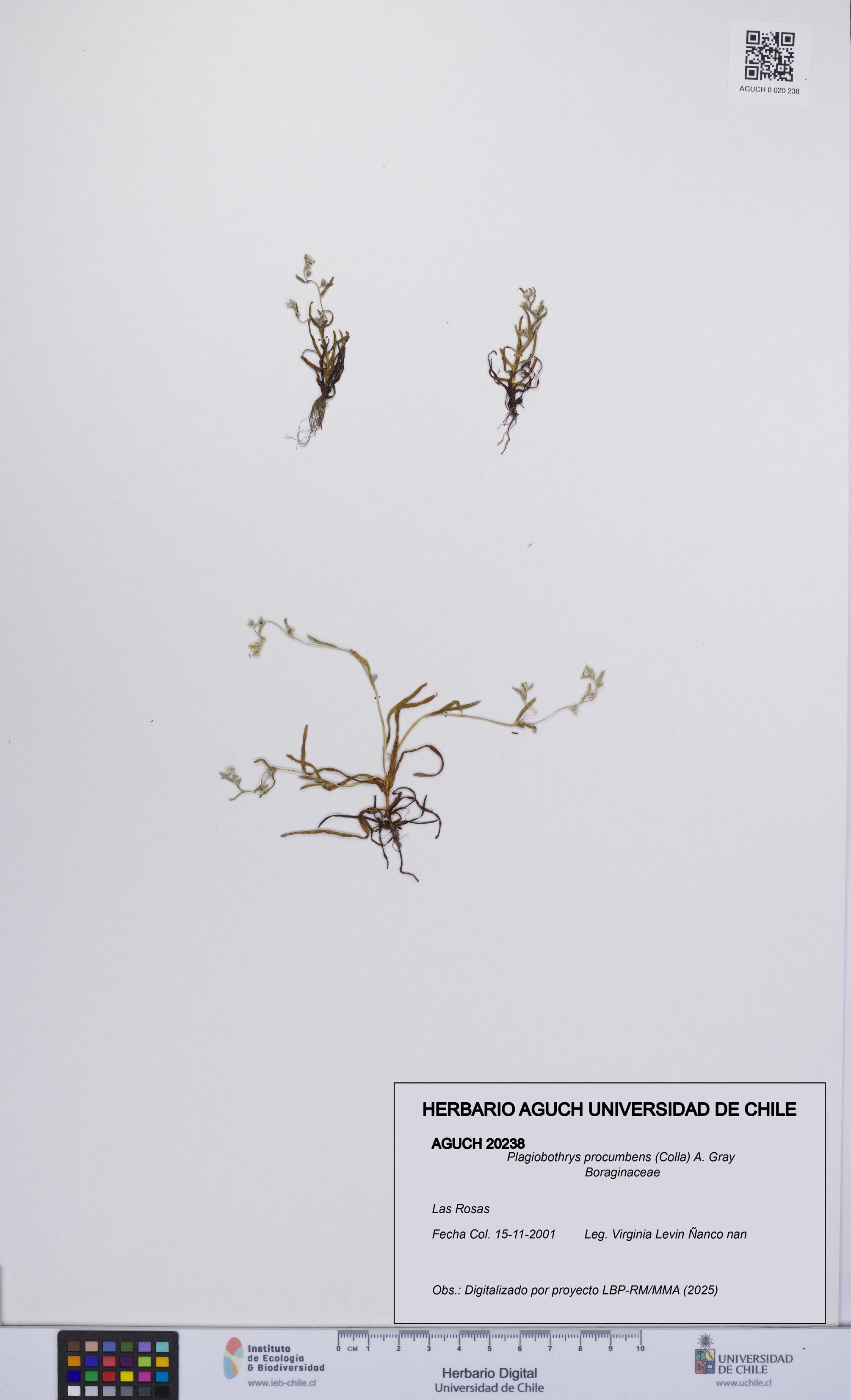 Plagiobothrys procumbens [Espécimen: UCH:AGUCH:0020238]