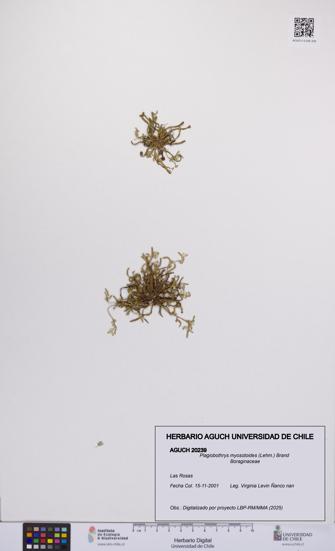 Plagiobothrys myosotoides [Espécimen: UCH:AGUCH:0020239]