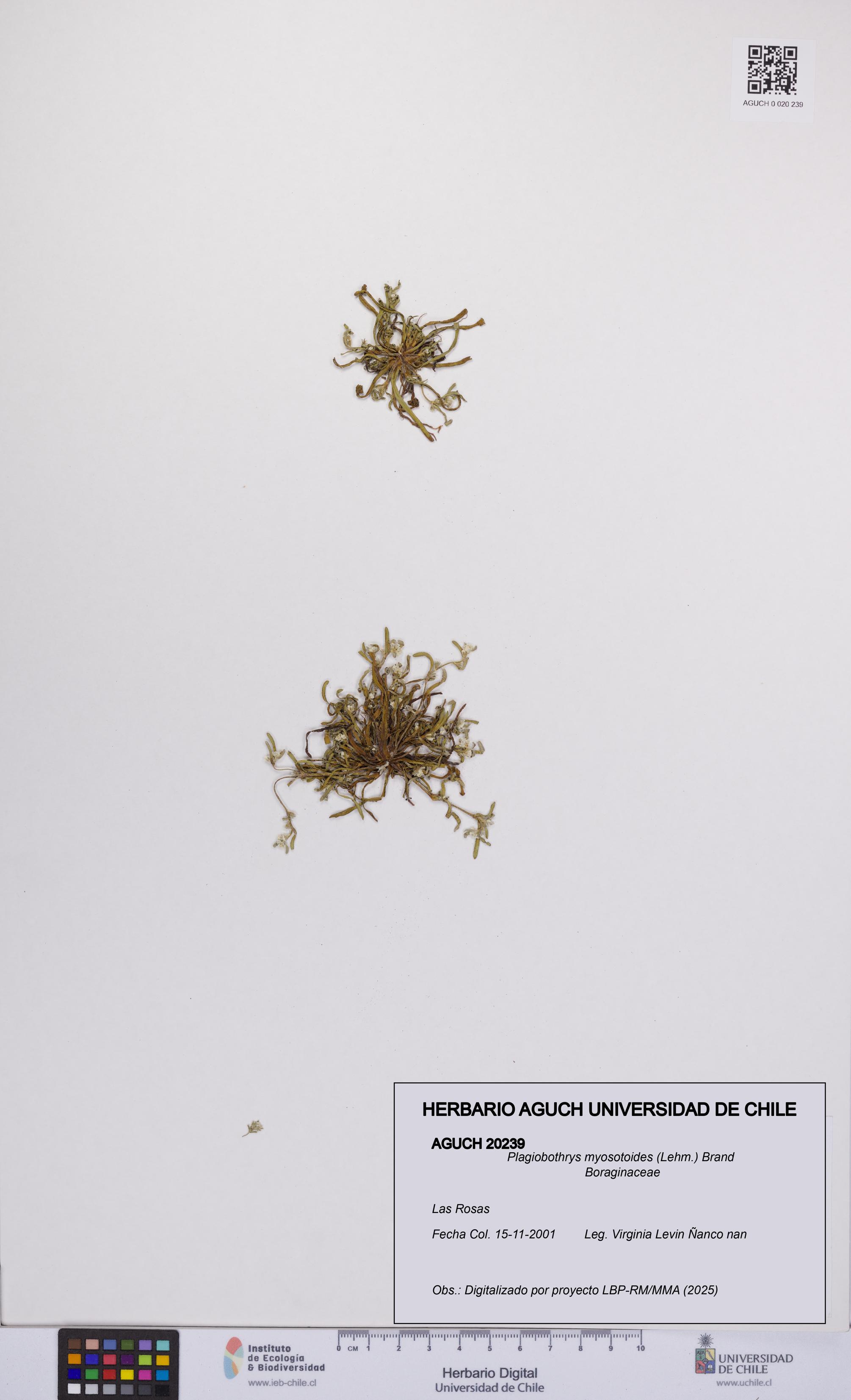 Plagiobothrys myosotoides [Espécimen: UCH:AGUCH:0020239]