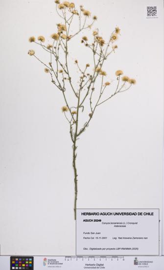 Conyza bonariensis [Espécimen: UCH:AGUCH:0020249]
