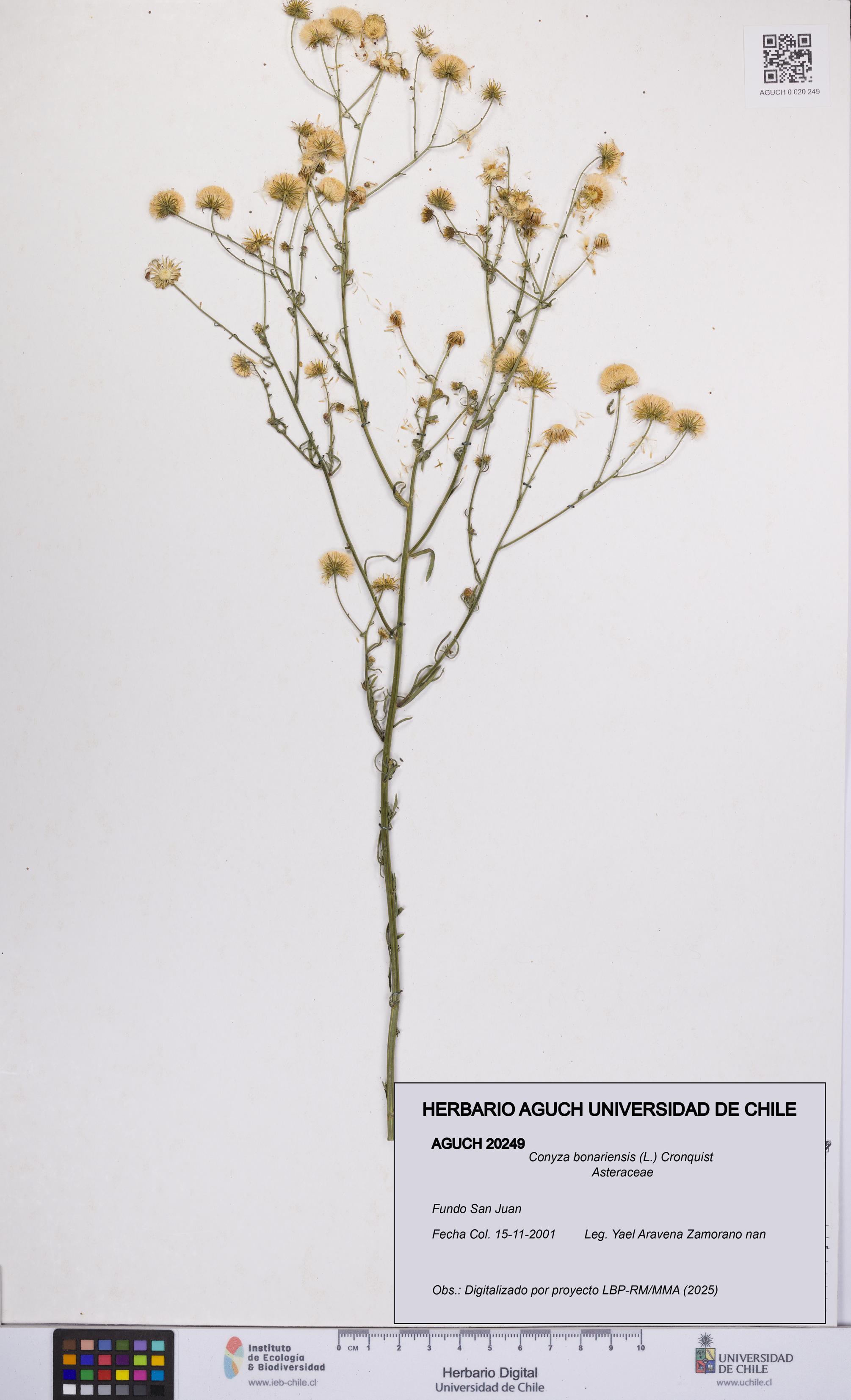 Conyza bonariensis [Espécimen: UCH:AGUCH:0020249]