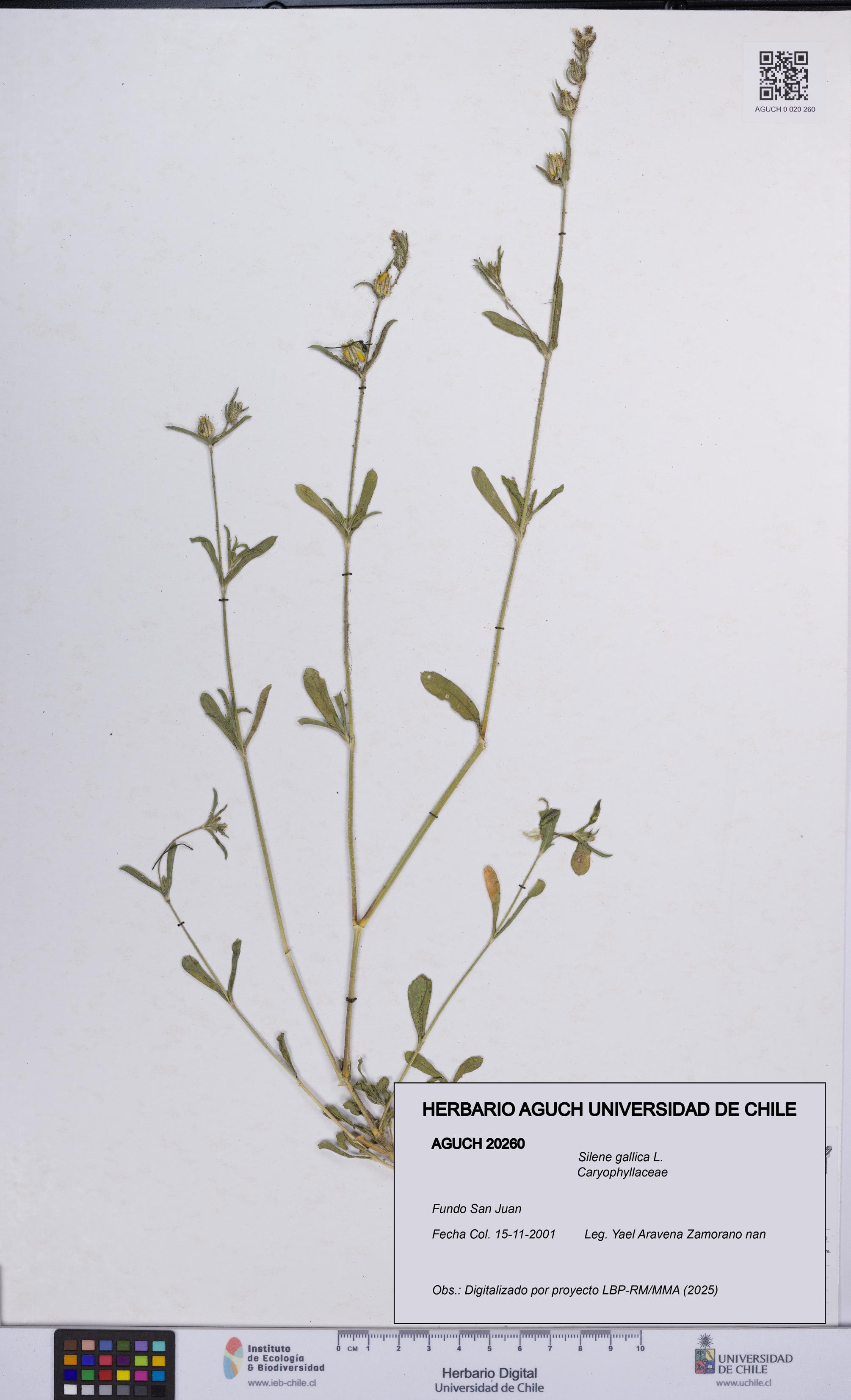 Silene gallica [Espécimen: UCH:AGUCH:0020260]