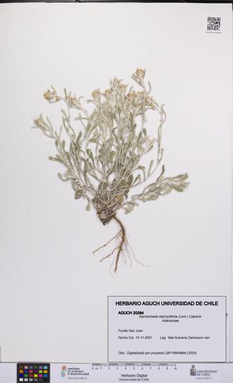 Gamochaeta stachydifolia [Espécimen: UCH:AGUCH:0020264]