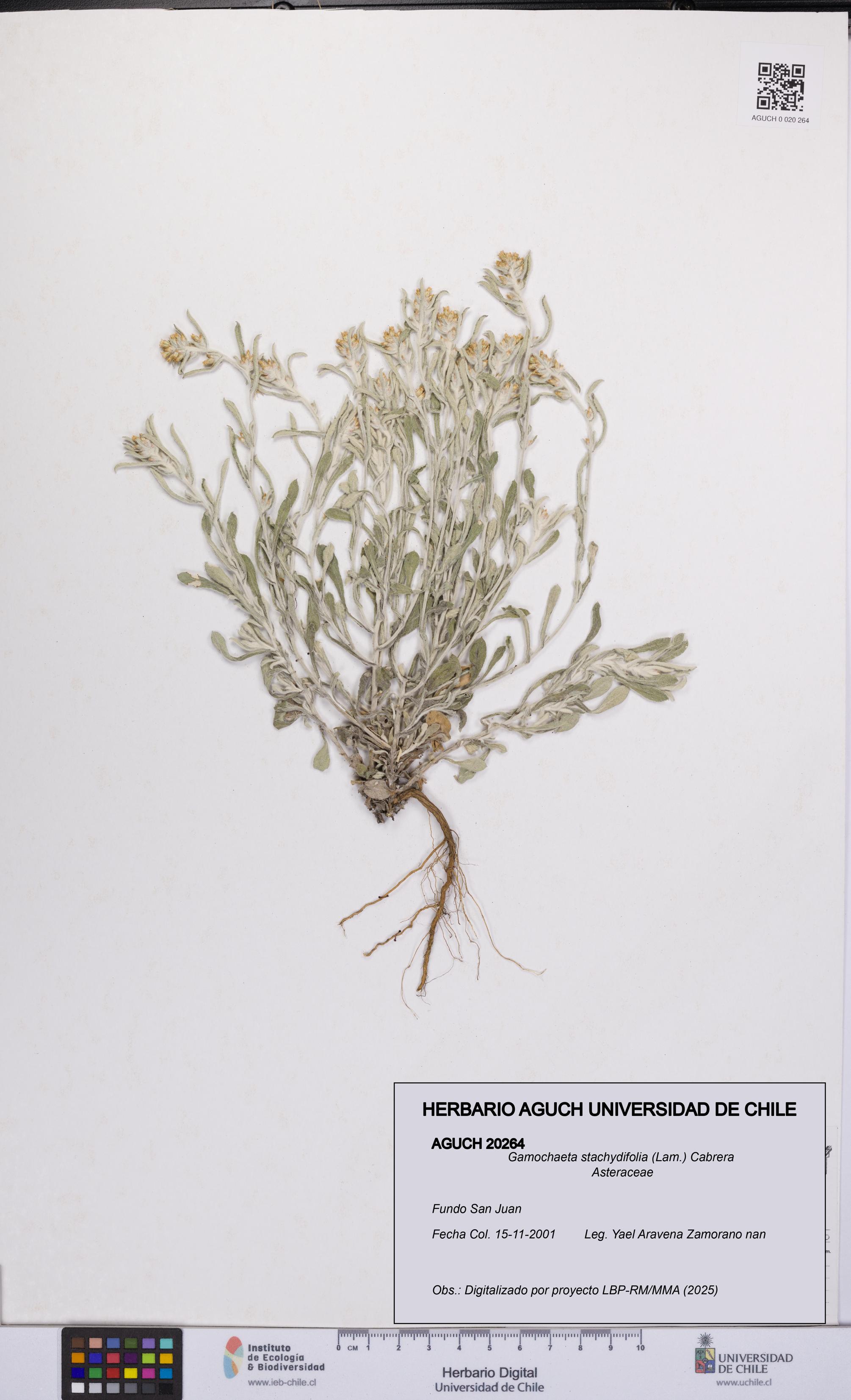Gamochaeta stachydifolia [Espécimen: UCH:AGUCH:0020264]