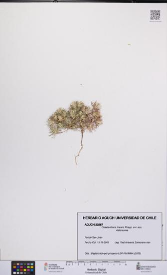 Chaetanthera linearis [Espécimen: UCH:AGUCH:0020267]