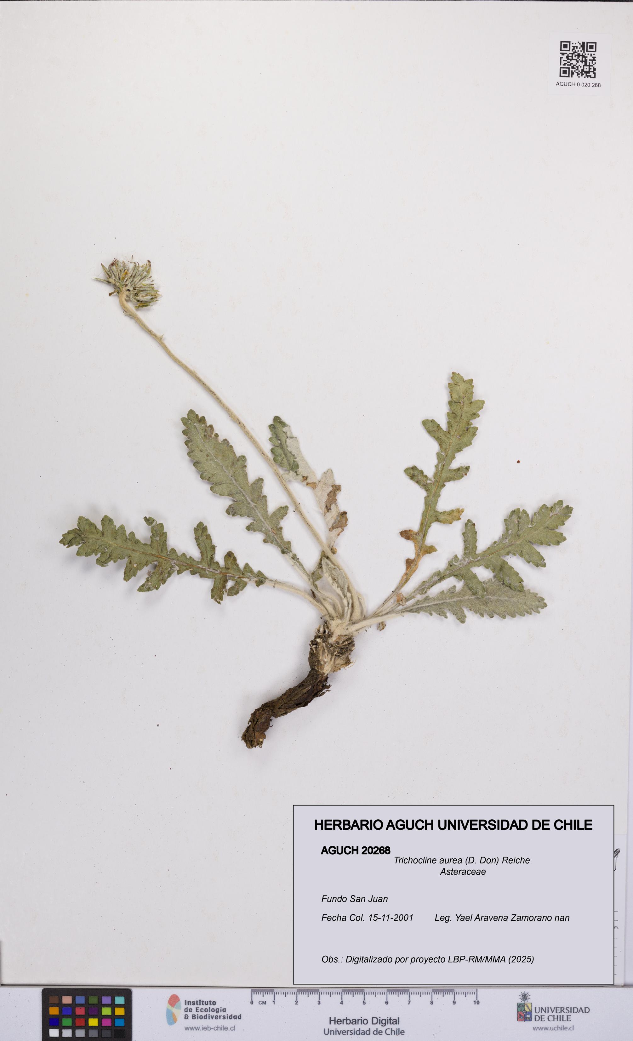 Trichocline aurea [Espécimen: UCH:AGUCH:0020268]