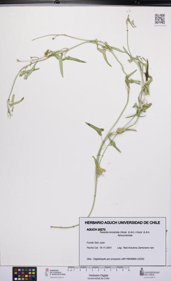 Tweedia birostrata [Espécimen: UCH:AGUCH:0020272]