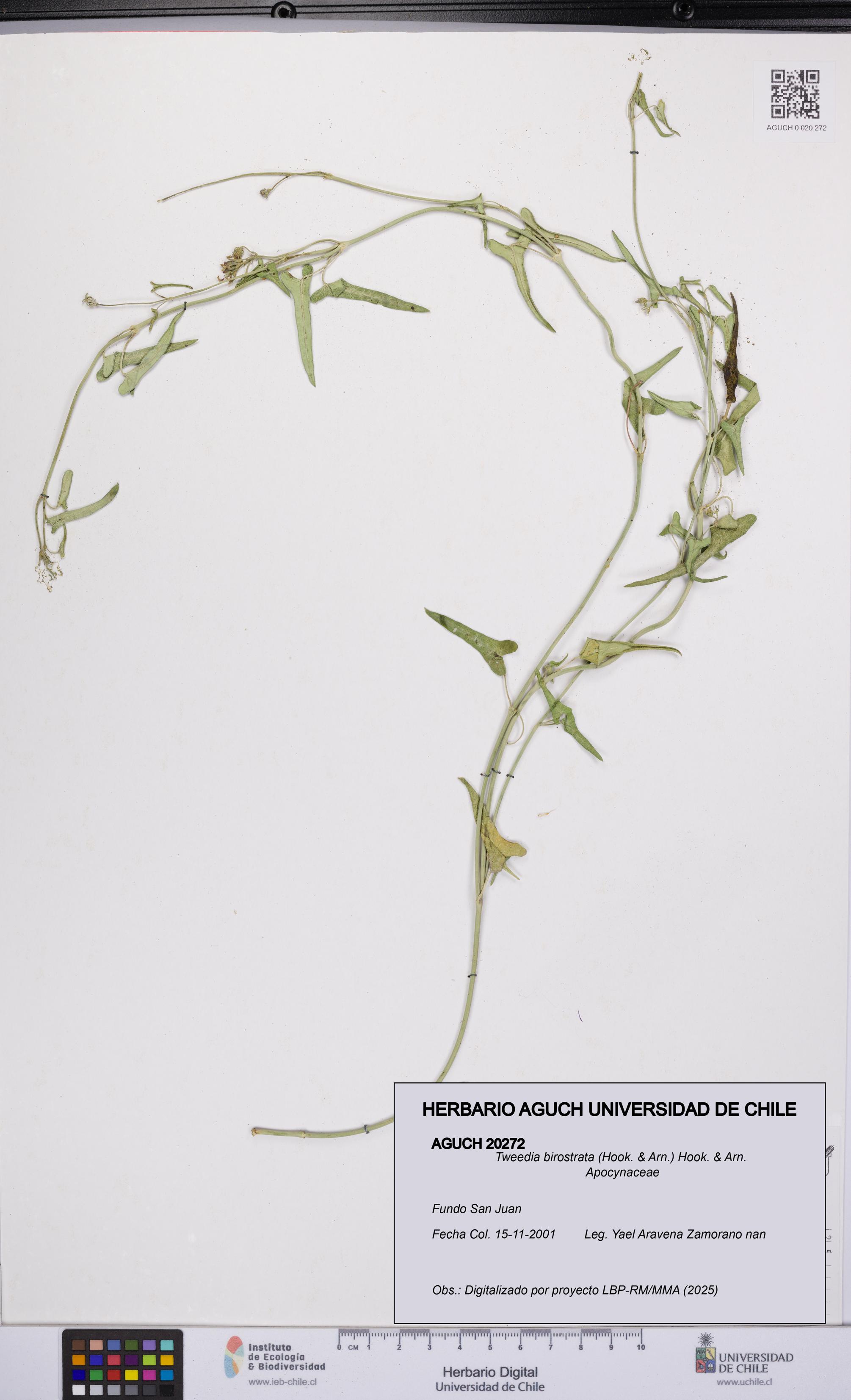 Tweedia birostrata [Espécimen: UCH:AGUCH:0020272]