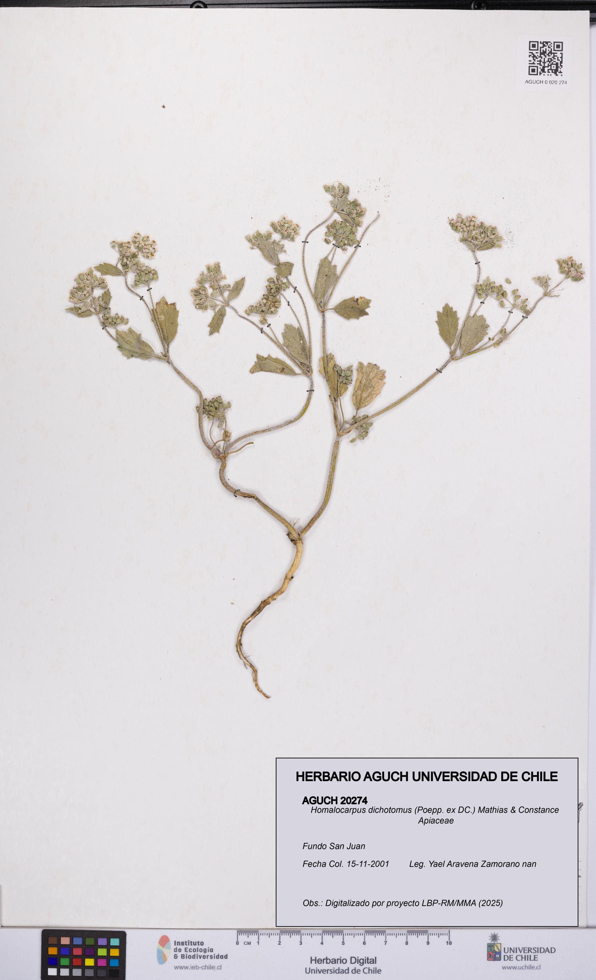 Homalocarpus dichotomus [Espécimen: UCH:AGUCH:0020274]