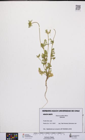 Daucus pusillus [Espécimen: UCH:AGUCH:0020275]