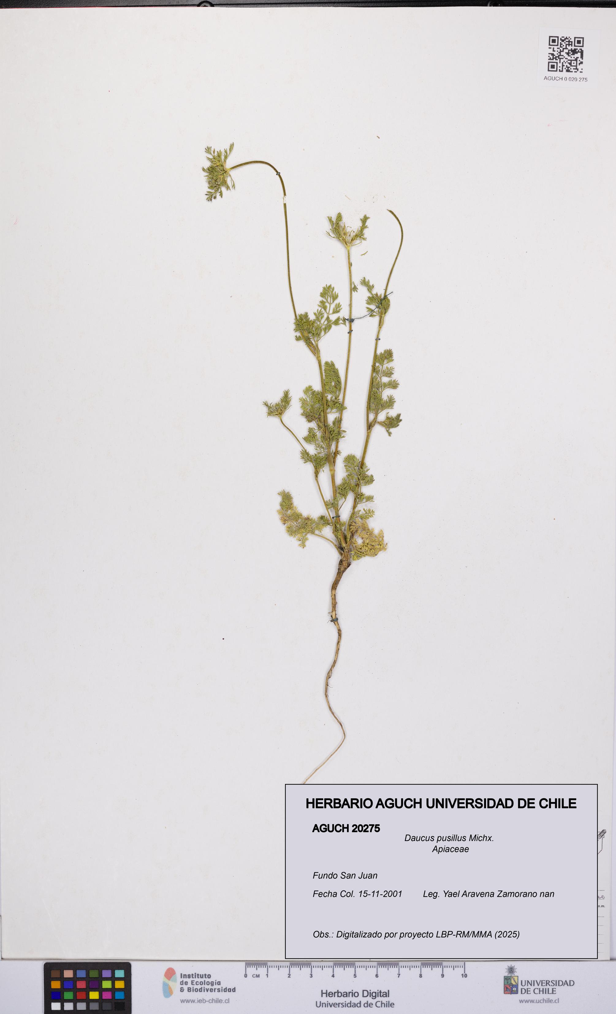 Daucus pusillus [Espécimen: UCH:AGUCH:0020275]
