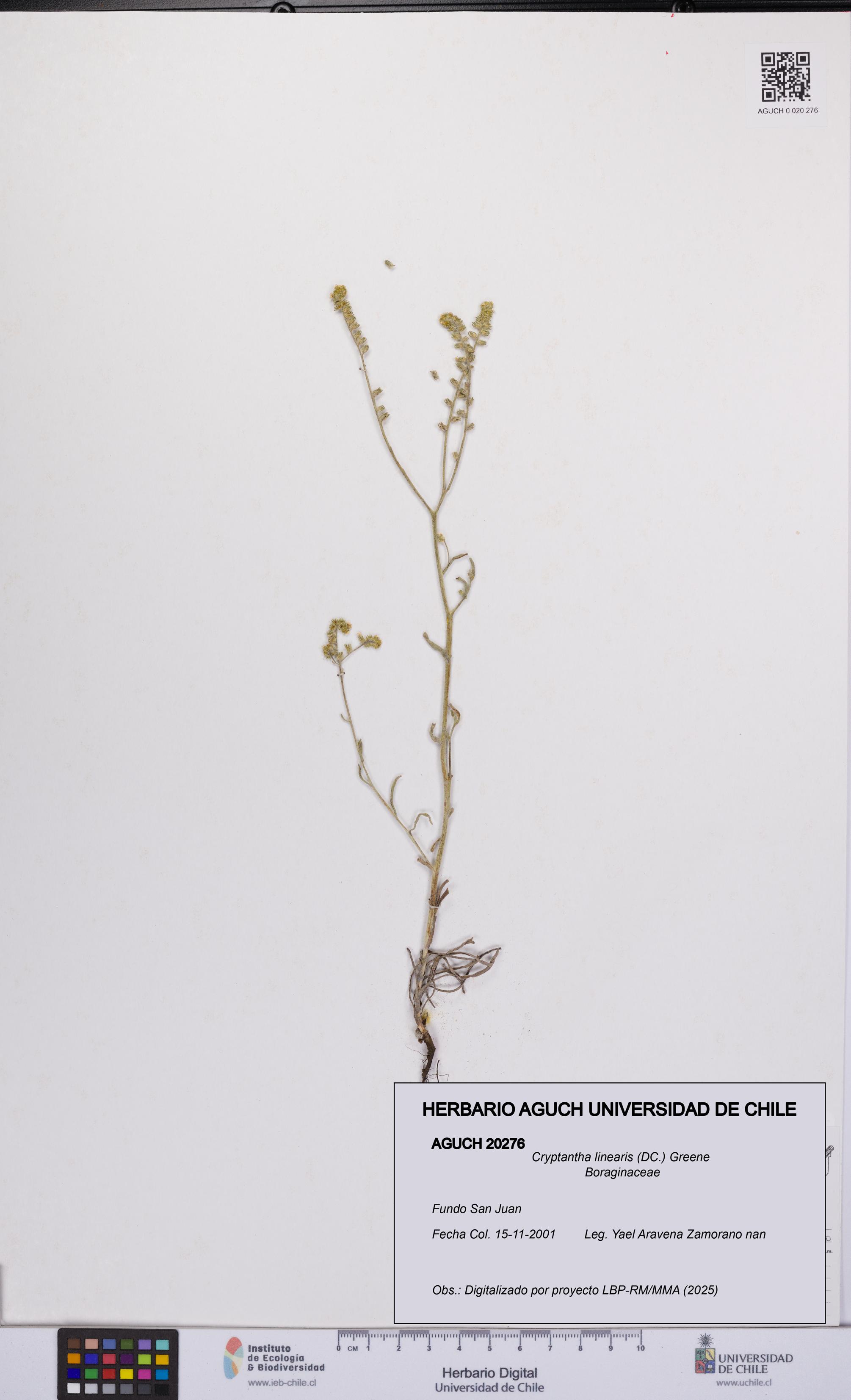 Cryptantha linearis [Espécimen: UCH:AGUCH:0020276]