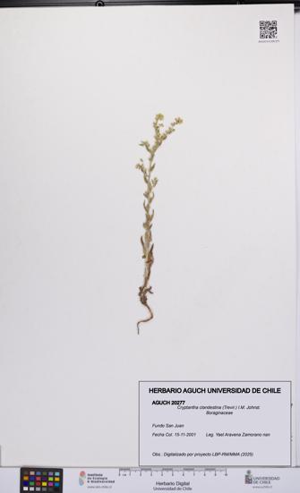 Cryptantha clandestina [Espécimen: UCH:AGUCH:0020277]