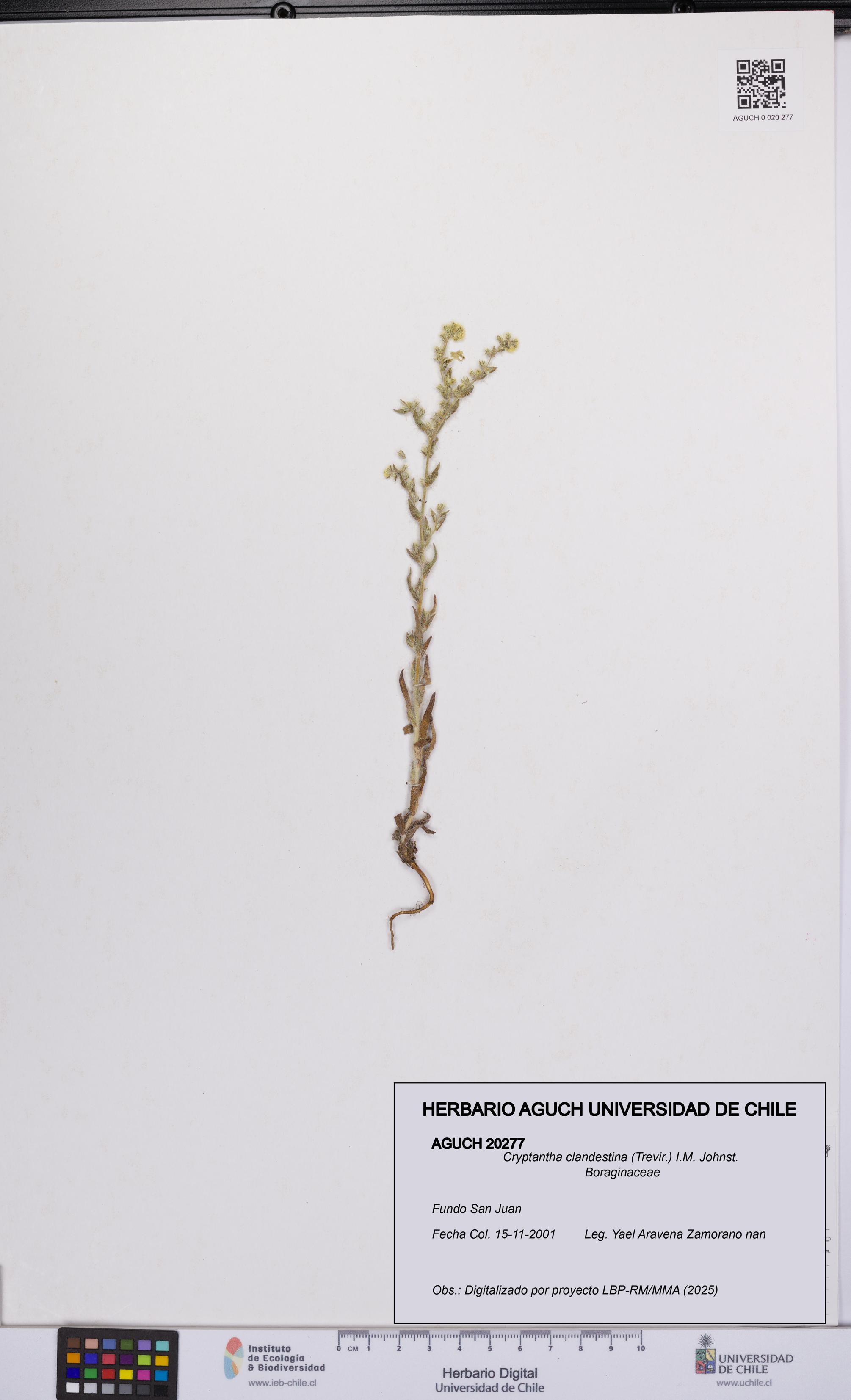 Cryptantha clandestina [Espécimen: UCH:AGUCH:0020277]