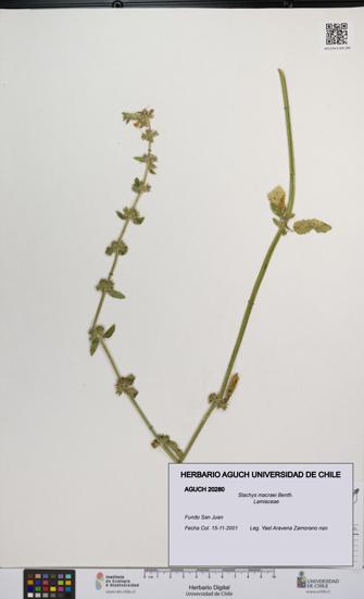 Stachys macraei [Espécimen: UCH:AGUCH:0020280]