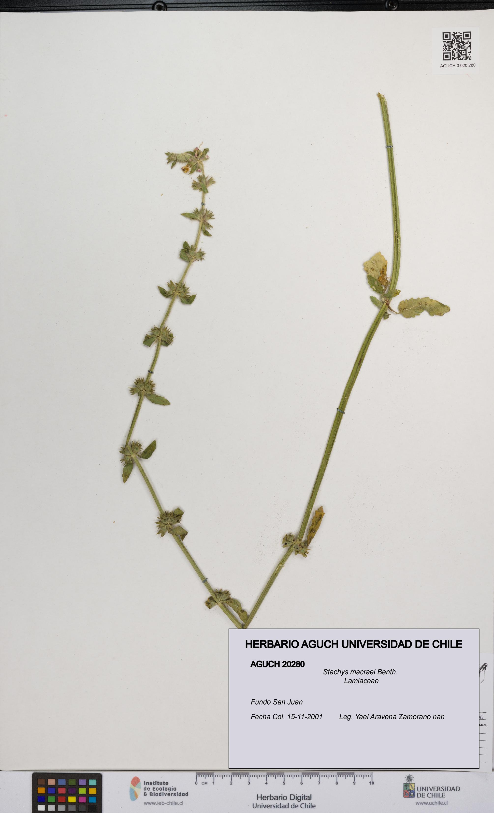 Stachys macraei [Espécimen: UCH:AGUCH:0020280]