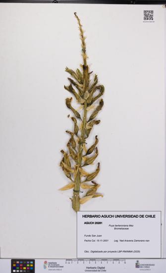 Puya berteroniana [Espécimen: UCH:AGUCH:0020281]