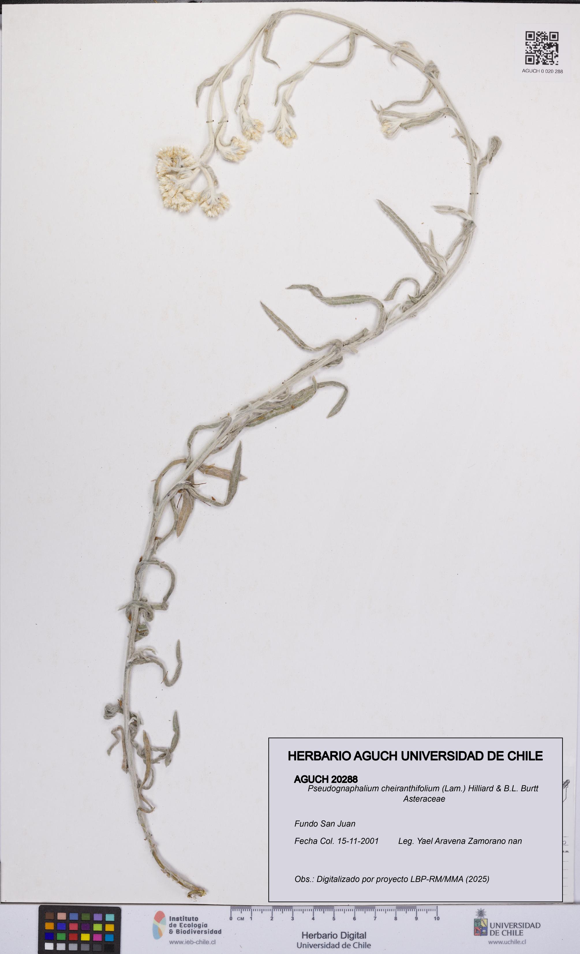Pseudognaphalium cheiranthifolium [Espécimen: UCH:AGUCH:0020288]