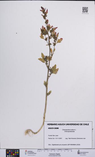 Chenopodium album [Espécimen: UCH:AGUCH:0020296]