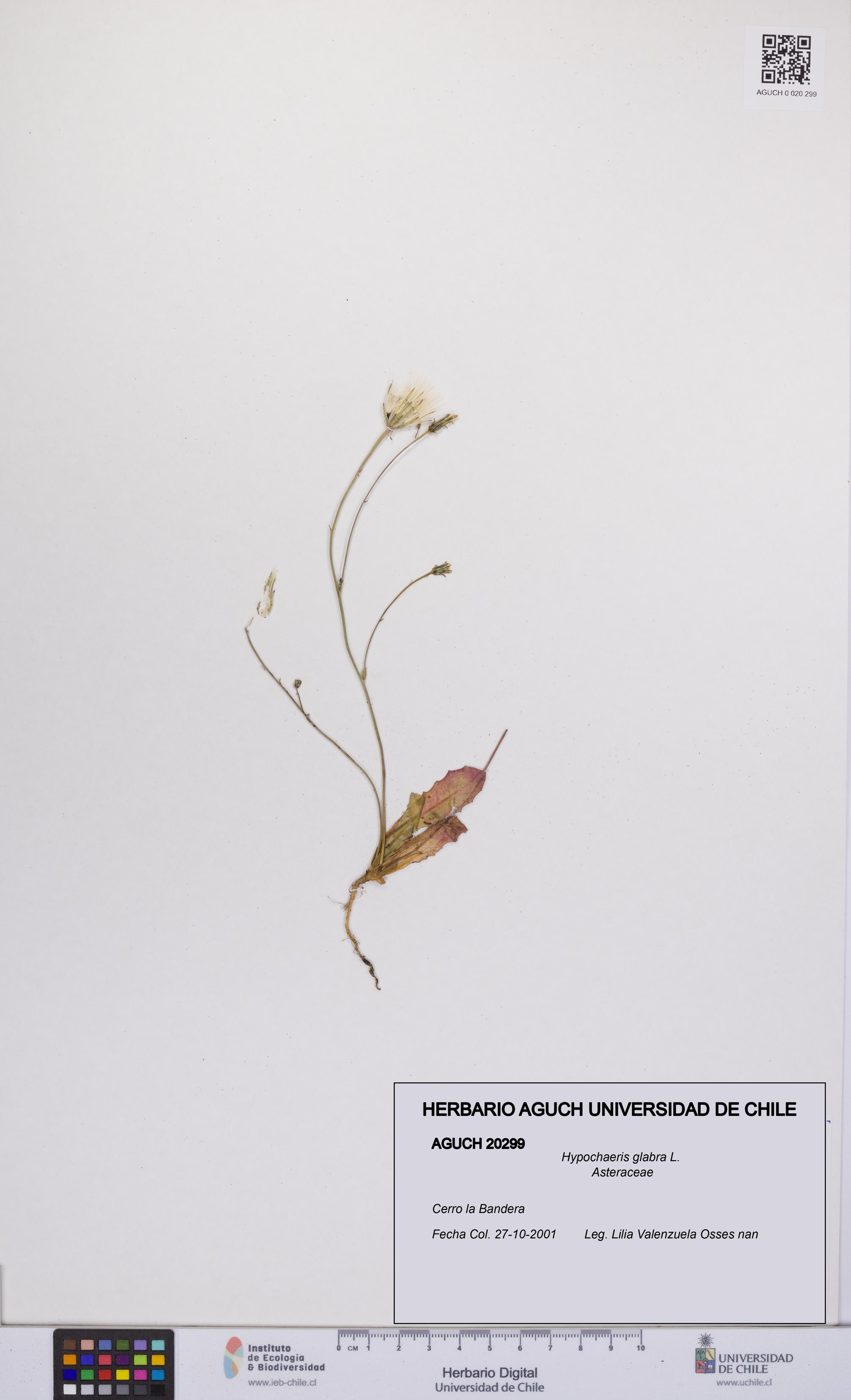 Hypochaeris glabra [Espécimen: UCH:AGUCH:0020299]