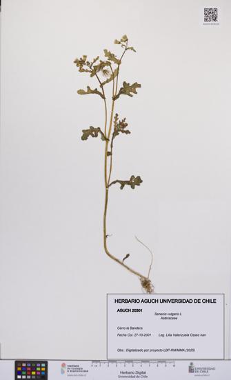 Senecio vulgaris [Espécimen: UCH:AGUCH:0020301]