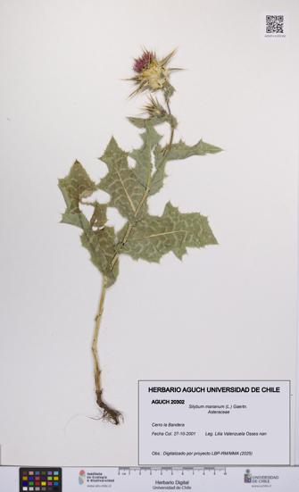 Silybum marianum [Espécimen: UCH:AGUCH:0020302]