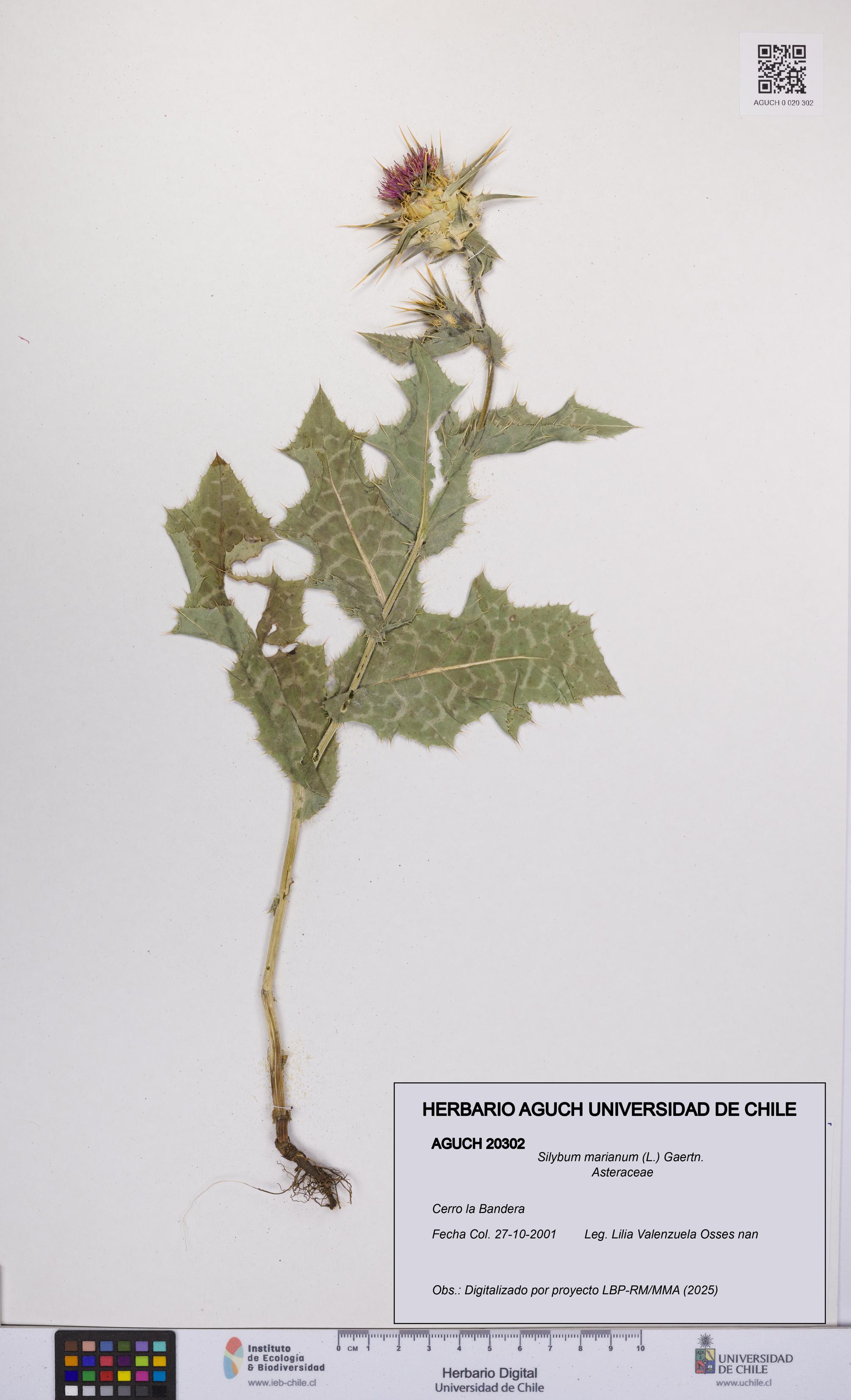 Silybum marianum [Espécimen: UCH:AGUCH:0020302]