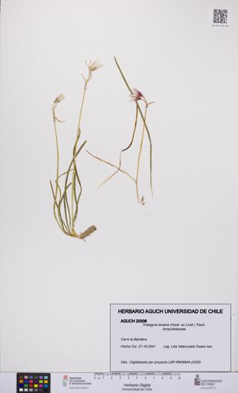 Tristagma bivalve [Espécimen: UCH:AGUCH:0020306]