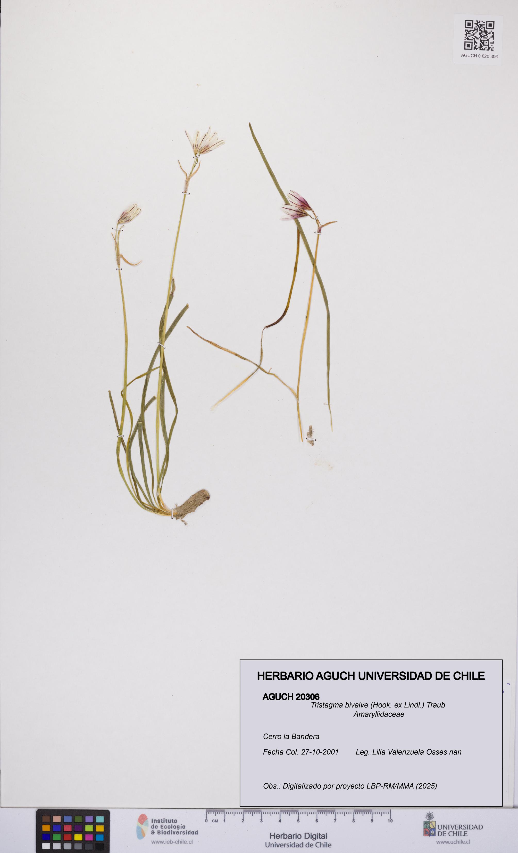 Tristagma bivalve [Espécimen: UCH:AGUCH:0020306]