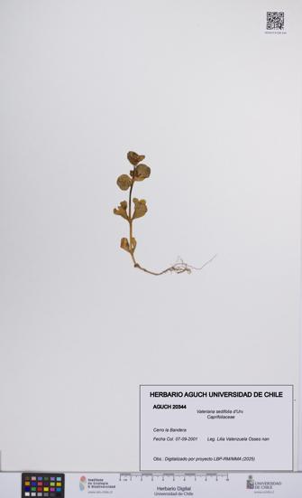 Valeriana sedifolia [Espécimen: UCH:AGUCH:0020344]