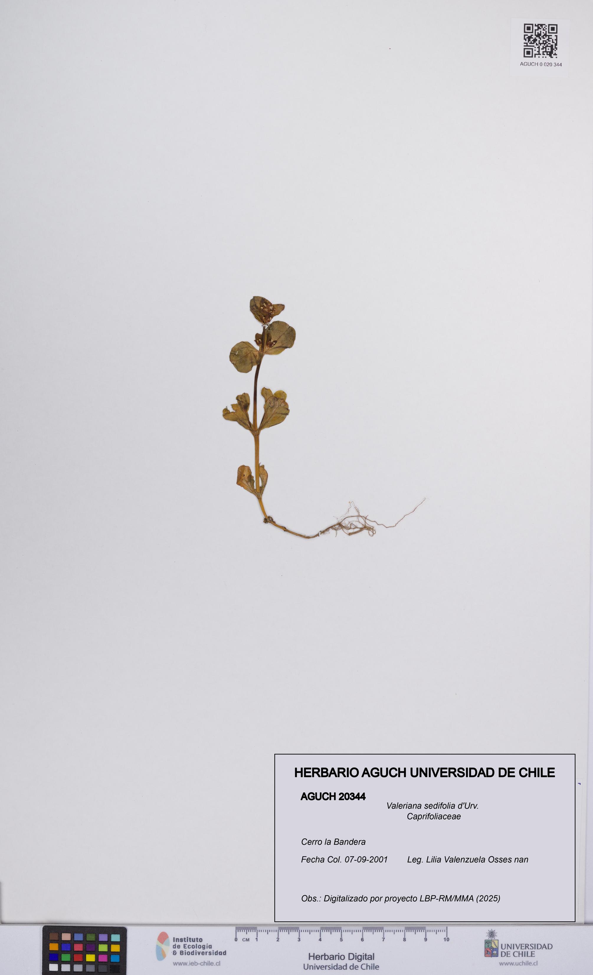 Valeriana sedifolia [Espécimen: UCH:AGUCH:0020344]