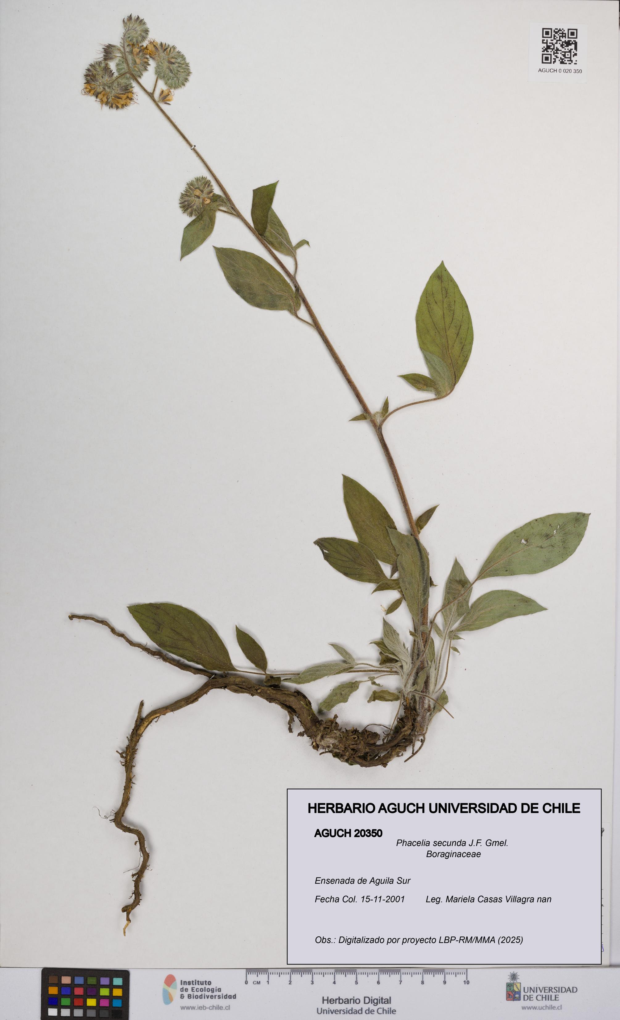 Phacelia secunda [Espécimen: UCH:AGUCH:0020350]