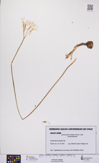 Leucocoryne ixioides [Espécimen: UCH:AGUCH:0020358]